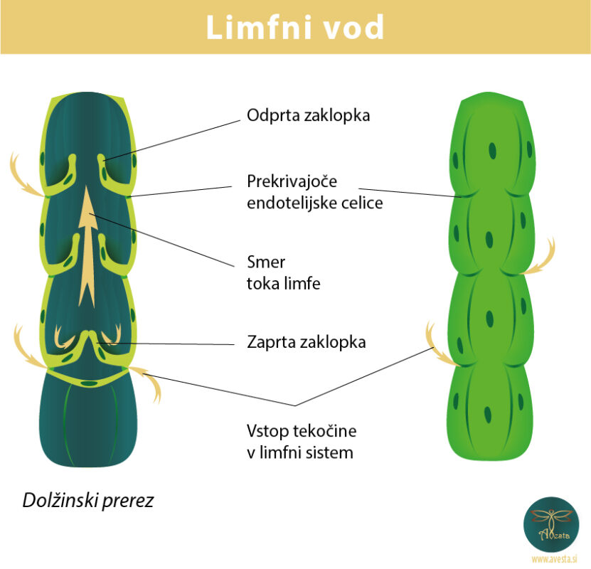 limfni vod_m2